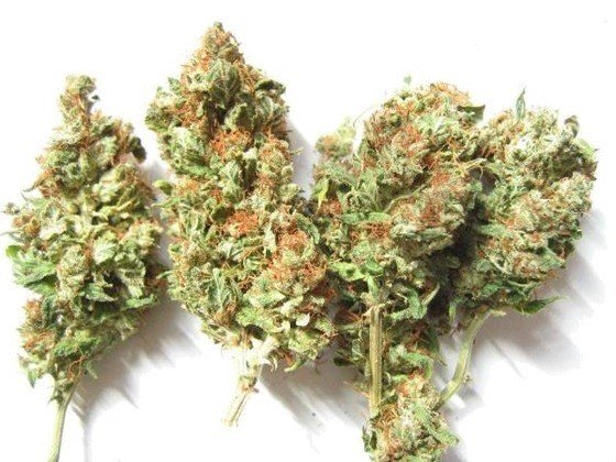 sušená marihuana G13