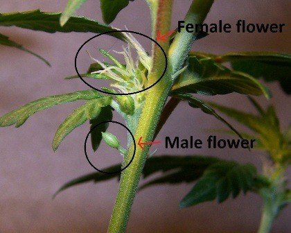 hermafroditická rastlina konope
