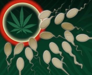 Spermie putujúce k vajíčku